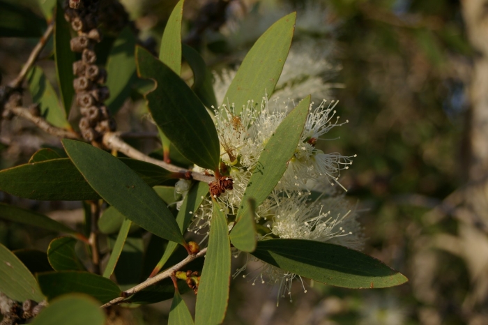 Эвкалипт citriodora