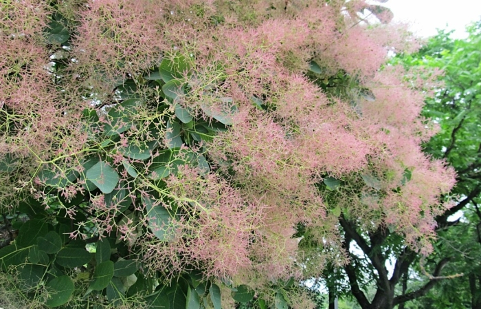 Скумпия париковое дерево кожевенная
