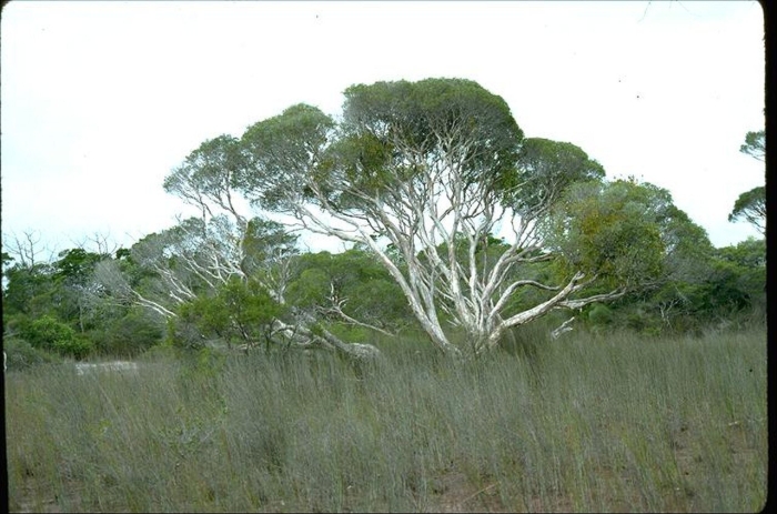 Melaleuca cajuputi