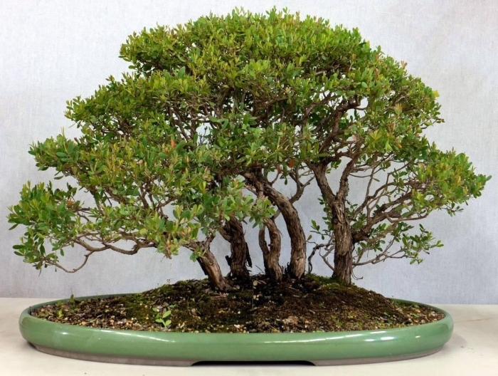 Мелалеука бонсай