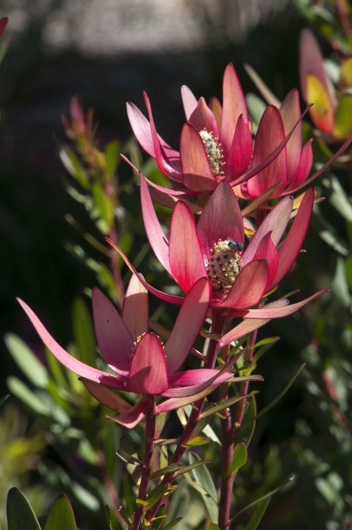 Leucadendron laureolum
