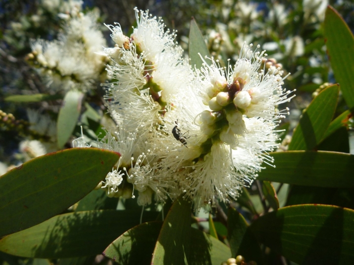 Melaleuca alternifolia