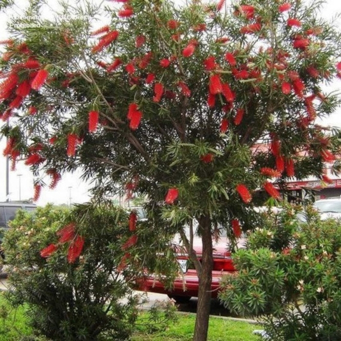 Каллистемон дерево