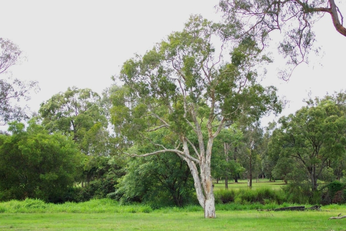 Eucalyptus viminalis