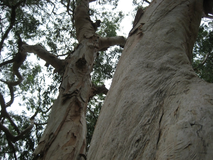 Eucalyptus tree