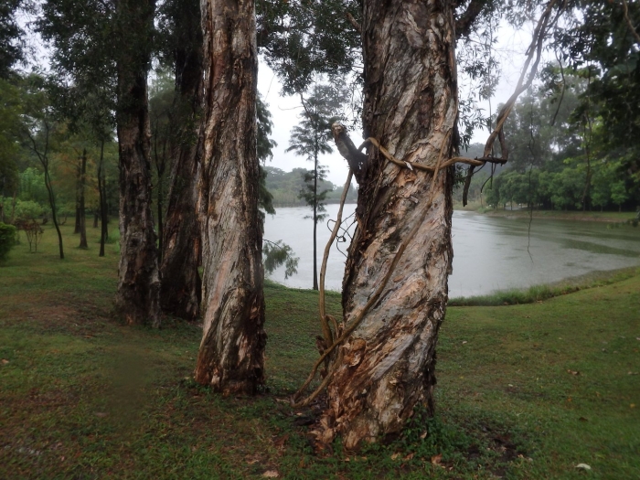 Eucalyptus camaldulensis