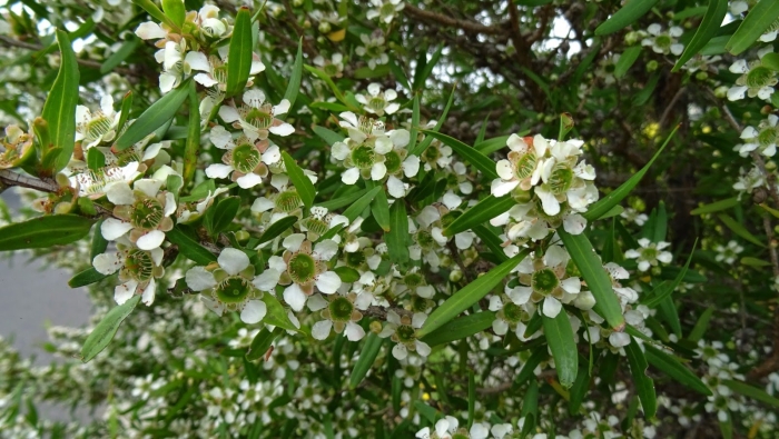 Leptospermum petersonii