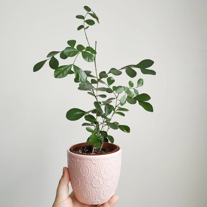 Растение мурайя