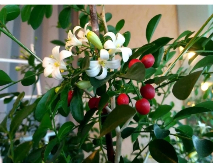 Муррайя метельчатая