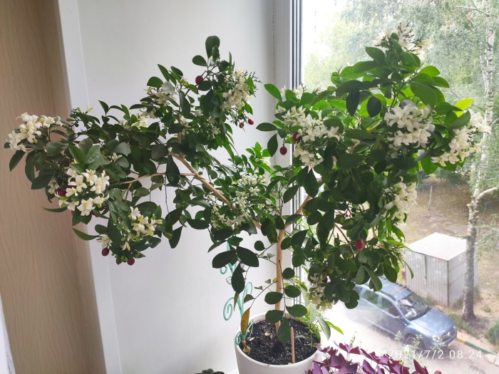 Мурайя листва комнатный