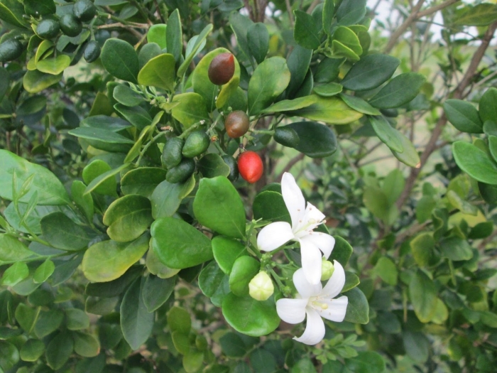 Мурайя японская