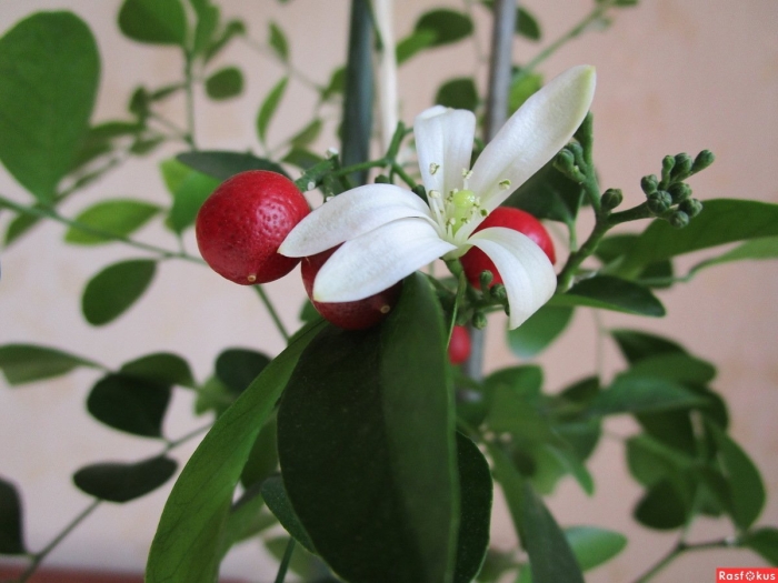 Мурайя комнатное растение