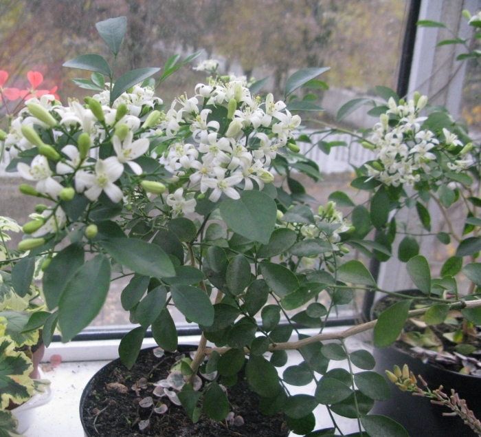 Мурайя метельчатая росток