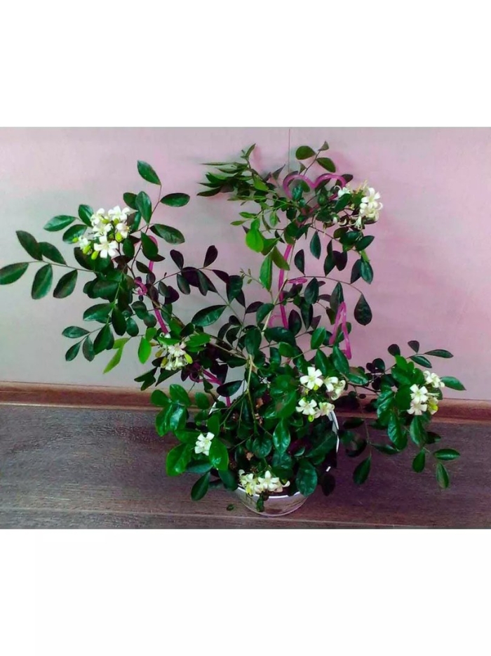 Муррайя метельчатая