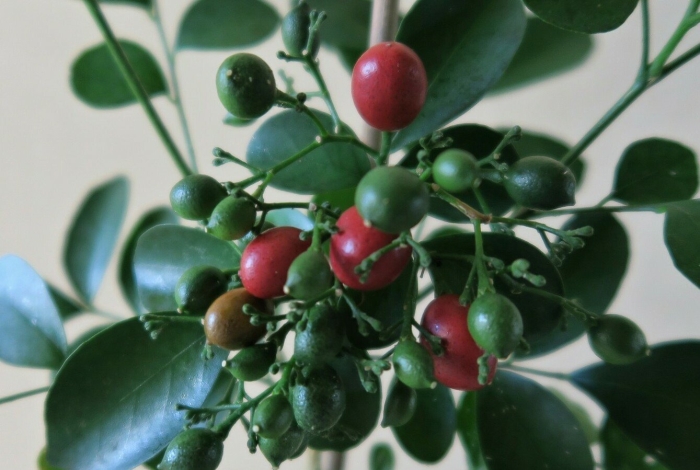 Мурайя уход в домашних условиях