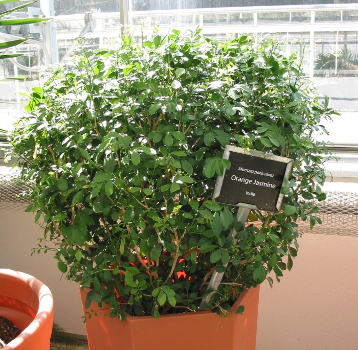 Муррайя метельчатая