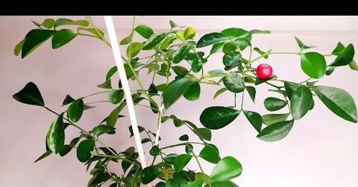 Муррайя метельчатая