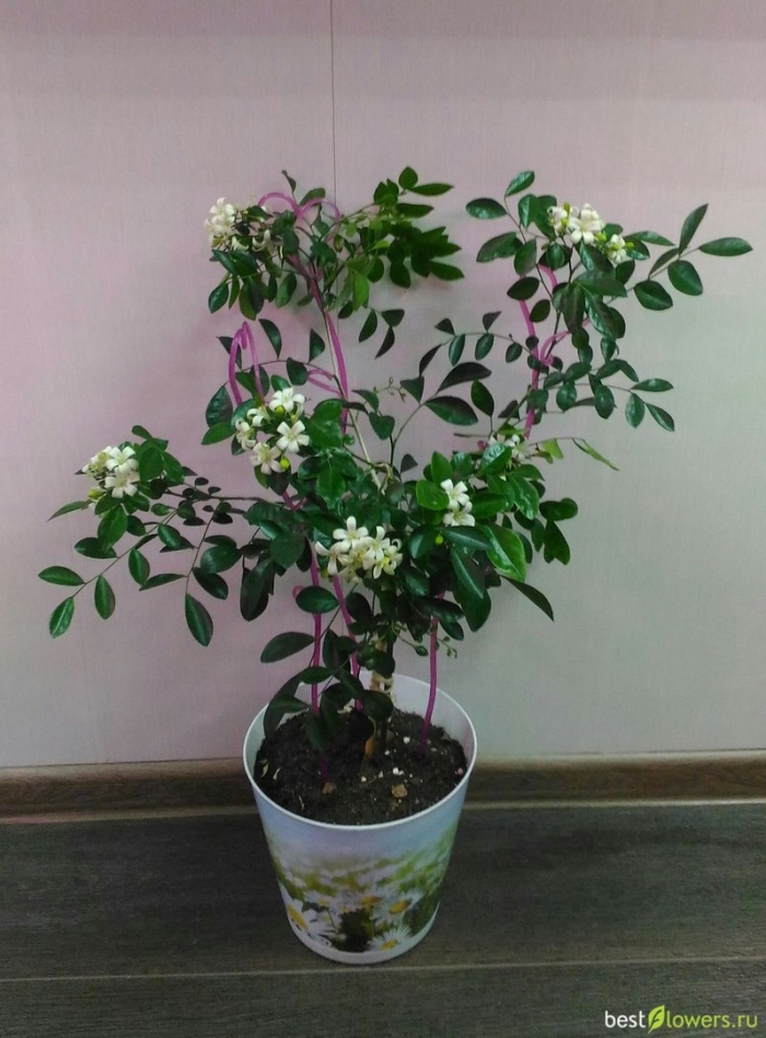 Муррайя метельчатая бонсай