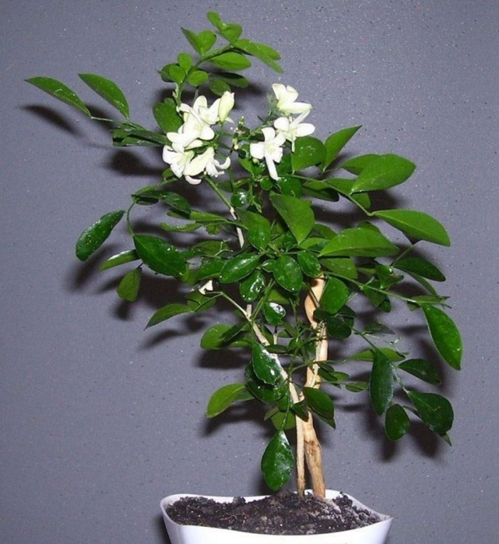 Мурайя комнатное растение