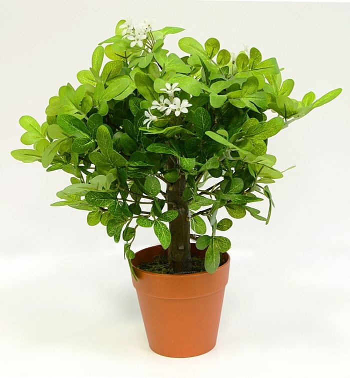 Муррайя красноплодная