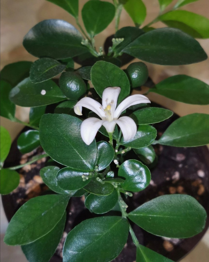 Муррайя растение