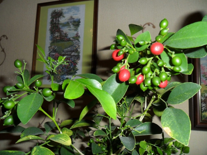 Мурайя комнатное растение