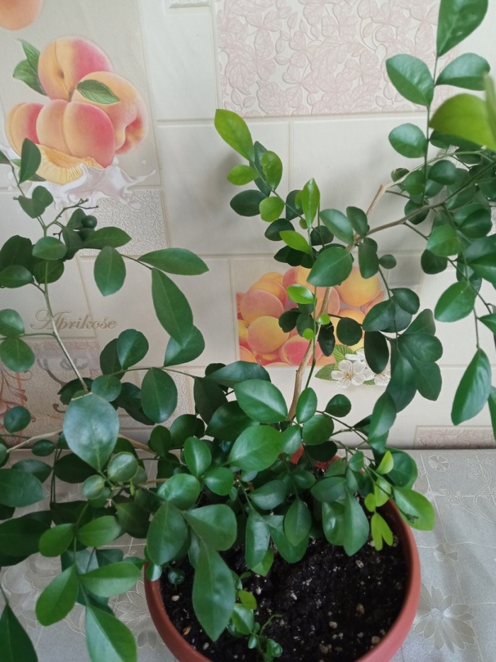 Фикус мурайя