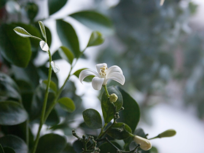 Цветок императора мурайя