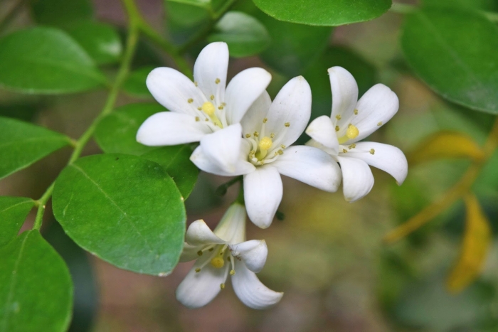 Мурайя метельчатая жасмин