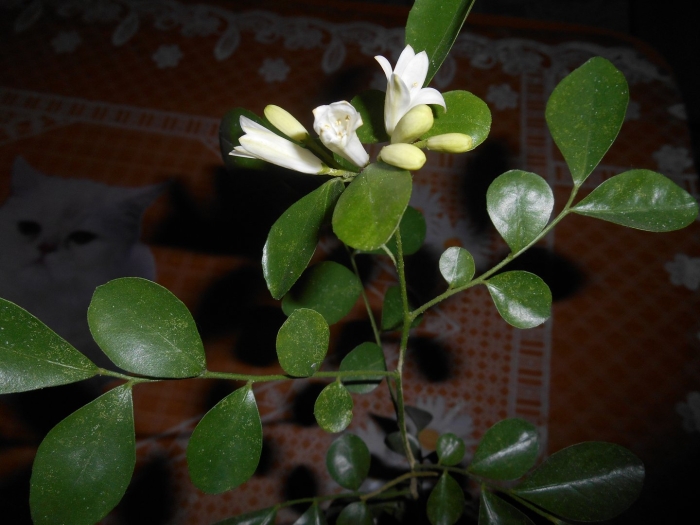 Мурайя комнатное растение