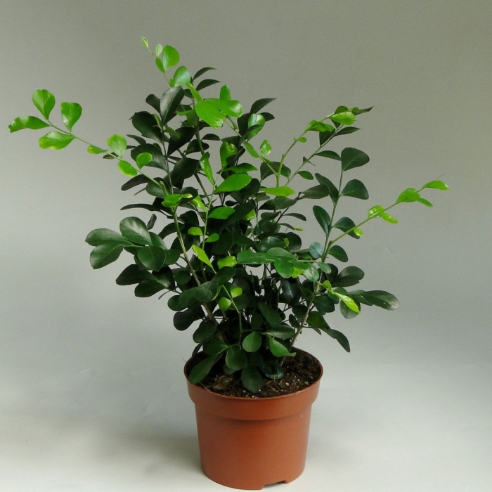 Муррайя паникулата