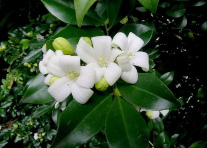 Murraya paniculata