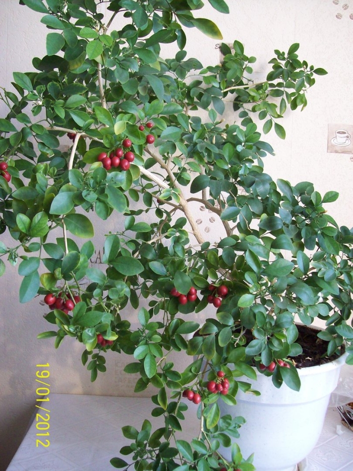 Мурайя комнатное растение