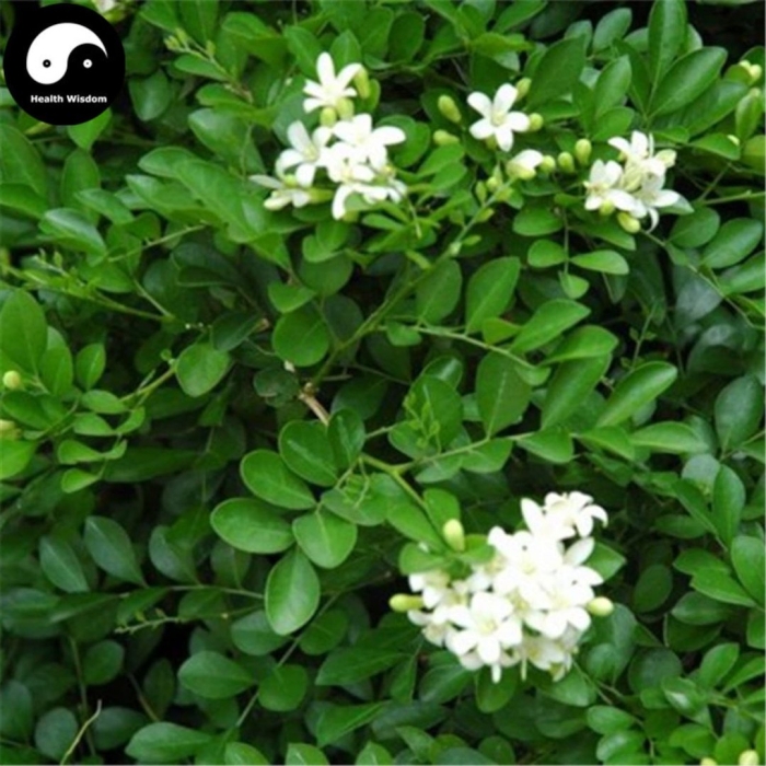 Муррайя метельчатая