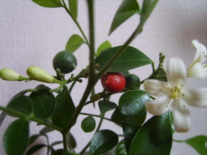 Муррайя карликовая росток