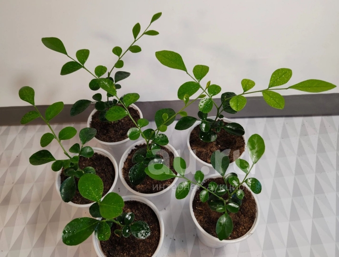 Мурайя росток