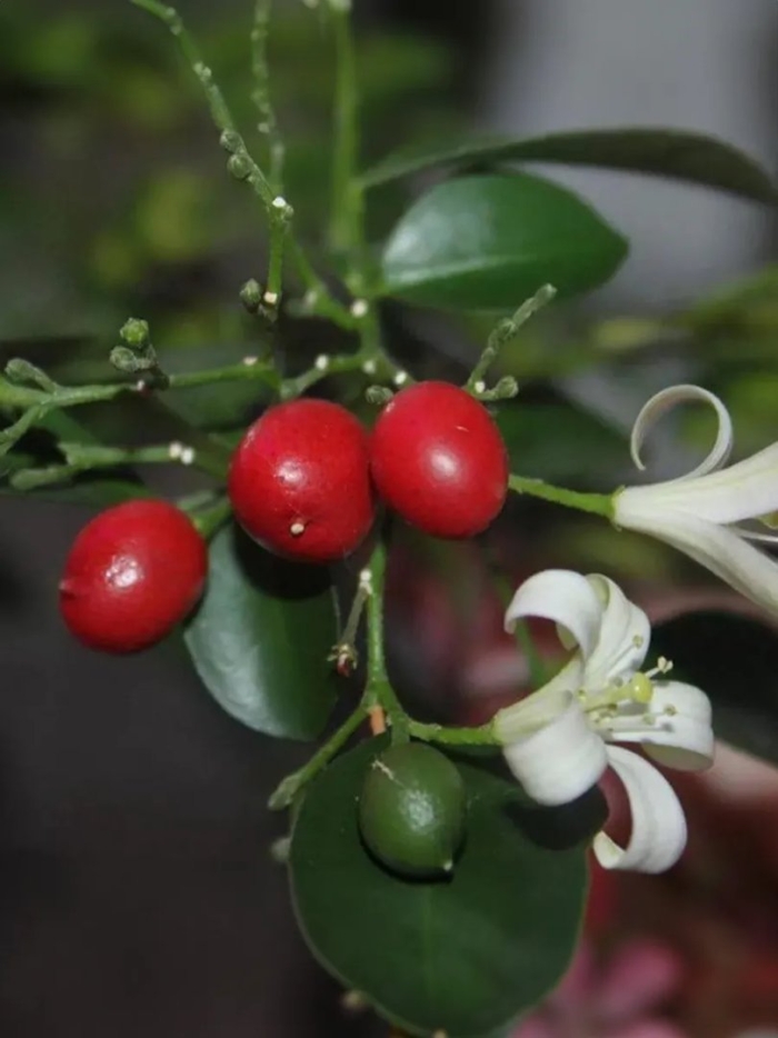 Мурайя цветок