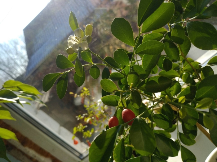 Мурайя комнатное растение