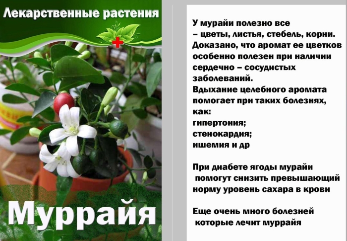 Мурайя комнатное растение