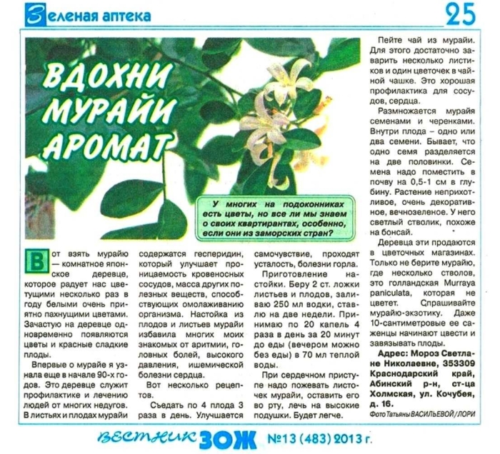 Мурайя комнатное растение полезные свойства