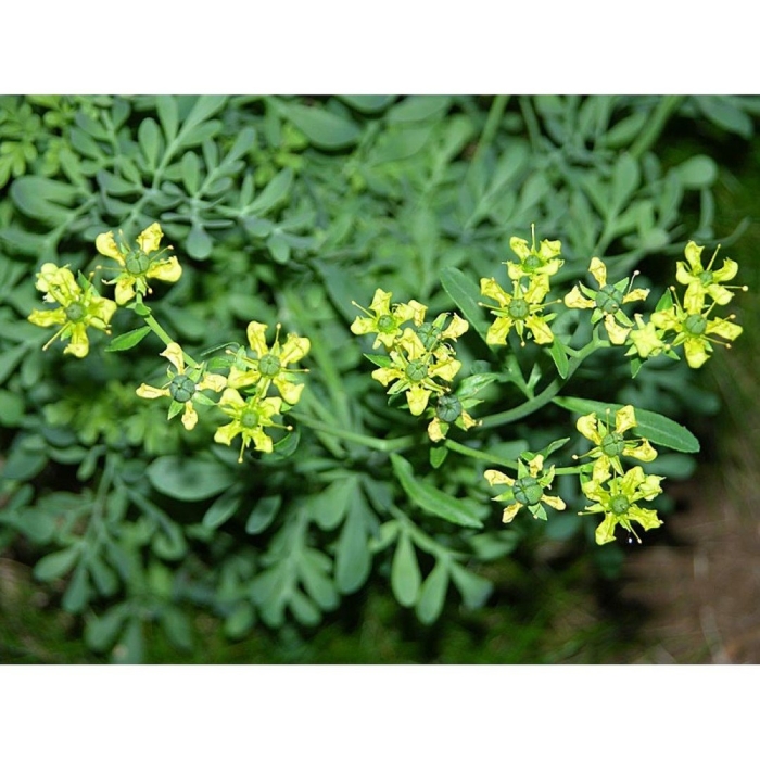 Рута душистая (пахучая)