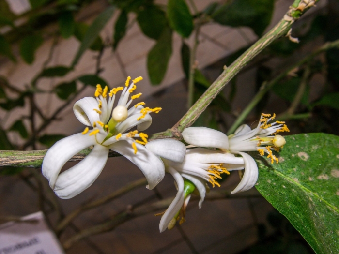 Цветущий лимон