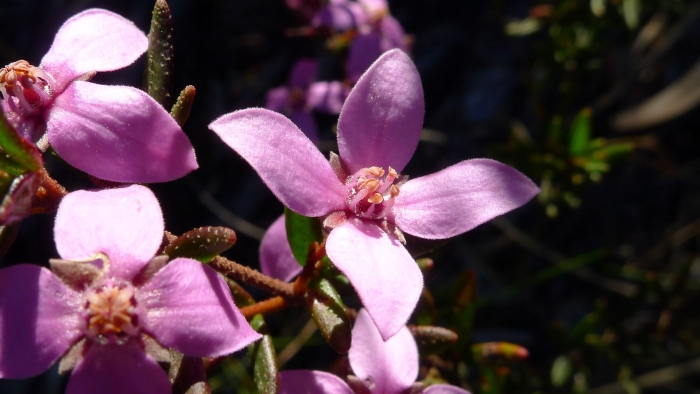 Boronia ledifolia