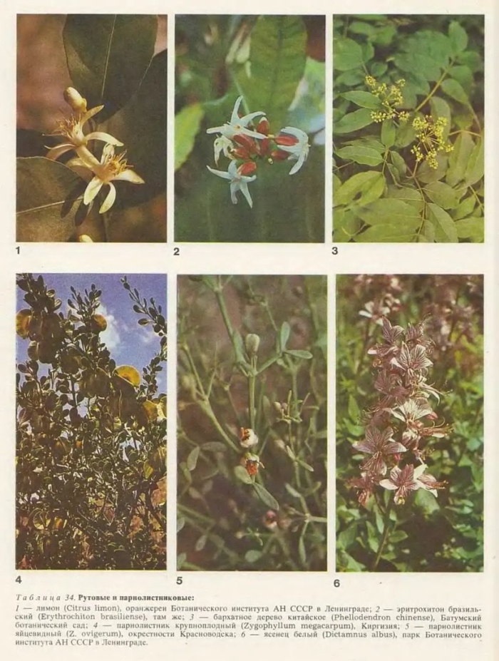 Семейство рутовые