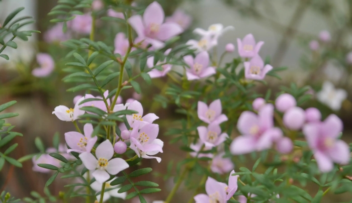 Борония растение