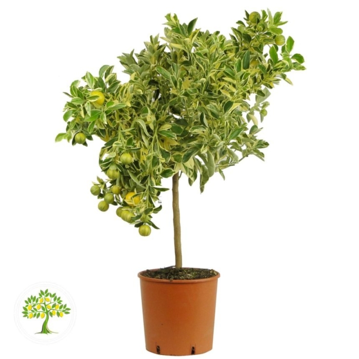 Каламондин вариегатный