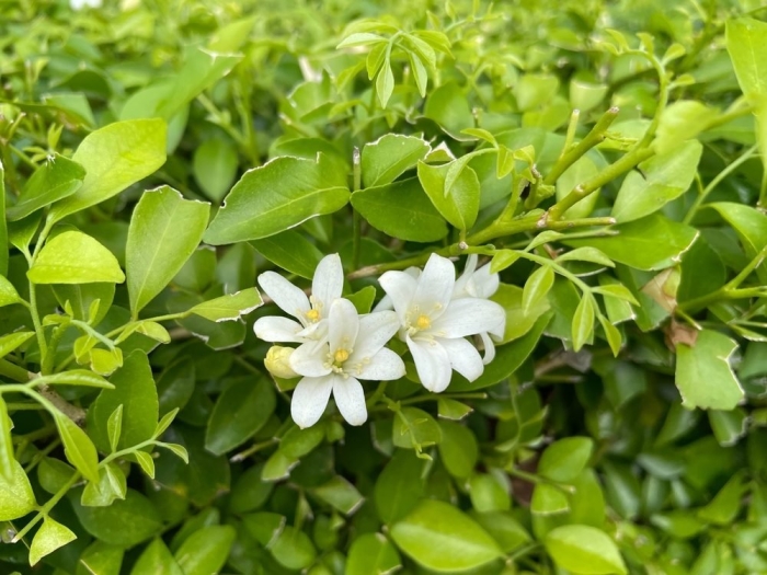 Муррайя метельчатая