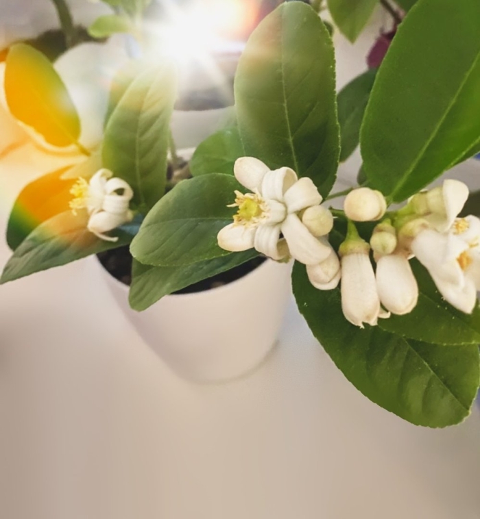 Павловский лимон цветение