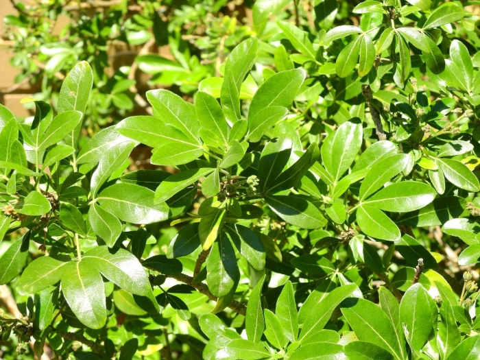 Питтоспорум тобира pittosporum tobira