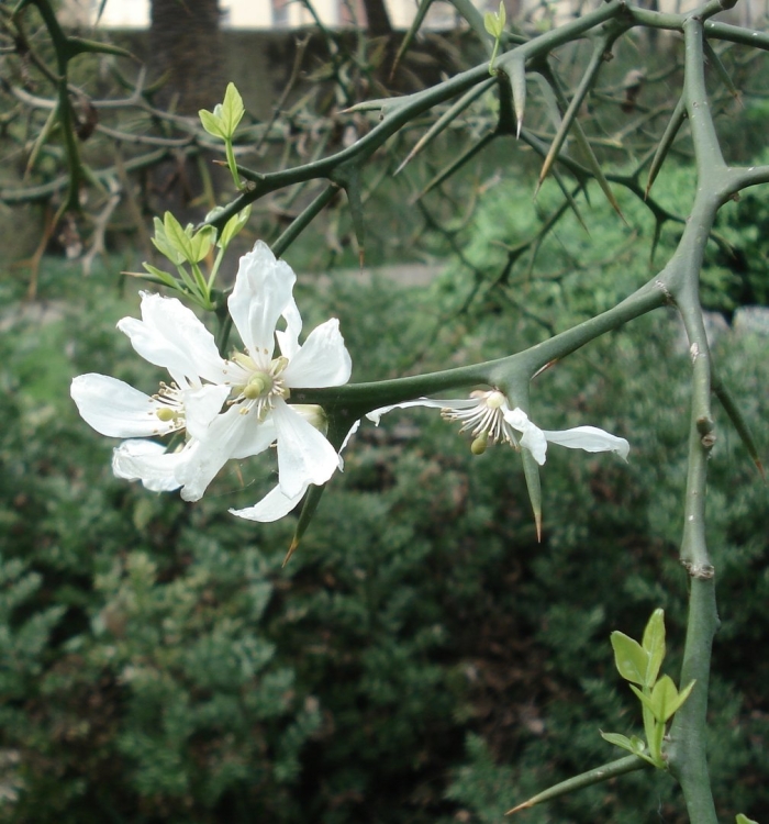 Gillenia trifoliata